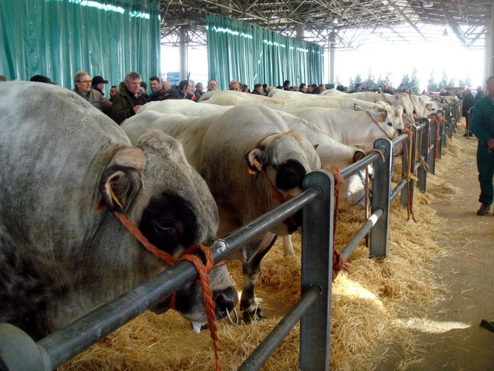 Domani al MIAC l’inaugurazione della 41ª Mostra Nazionale Dei Bovini Di Razza Piemontese
