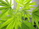 &quot;Cannabis light&quot;: arriva la bocciatura del Consiglio superiore della Sanità, a rischio i punti vendita?