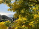 La Liguria si tinge di giallo: la mimosa è un’eccellenza della produzione locale