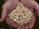 Riscoperto in Liguria un legume antico: il moco diventa Presidio Slow Food Riscoperto in Liguria un legume antico: il moco diventa Presidio Slow Food