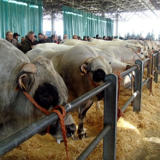 Domani al MIAC l’inaugurazione della 41ª Mostra Nazionale Dei Bovini Di Razza Piemontese