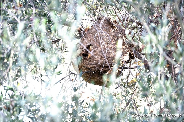 Agricoltura: concluso il progetto Life Stopvespa per il contrasto alla vespa 'velutina' Agricoltura: concluso il progetto Life Stopvespa per il contrasto alla vespa 'velutina'