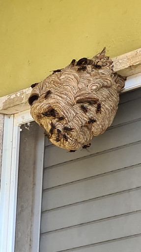 Serie di chiamate per nidi di vespe velutine: interventi dei Vvf e Protezione Civile in tutta la provincia