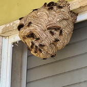 Serie di chiamate per nidi di vespe velutine: interventi dei Vvf e Protezione Civile in tutta la provincia