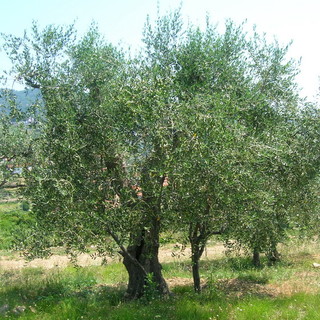 Confagricoltura Liguria: “perso oltre un terzo del raccolto di olive, aziende isolate nell’entroterra” Confagricoltura Liguria: “perso oltre un terzo del raccolto di olive, aziende isolate nell’entroterra”