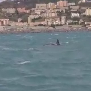 Le orche nello specchio acqueo di Genova Prà: prosegue il monitoraggio della Guardia Costiera