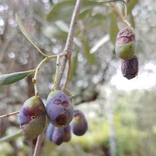 Le olive colpite dalla 'mosca'