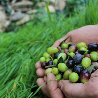 Patto di Filiera dell’Olio DOP Riviera Ligure per la campagna 2020/2021: confermati i prezzi minimi di olive e olio