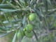 Esoscheletri per l'olivicoltura, sabato una dimostrazione ai mercatini di San Bartolomeo al Mare