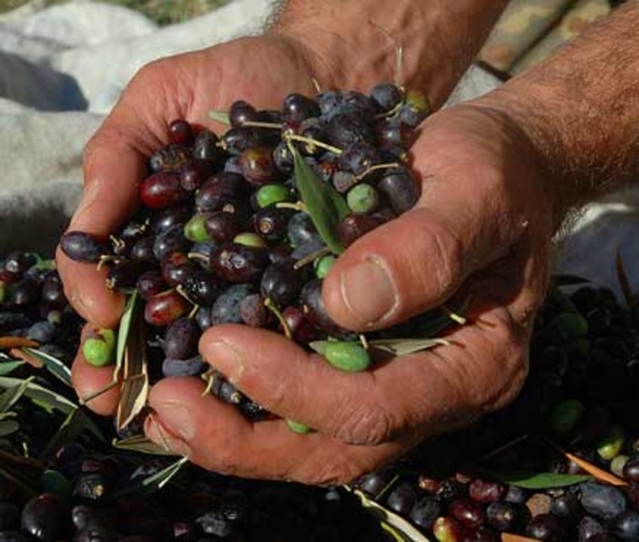 Cultivar taggiasca, col Dna controllato stagione record di olive certificate: successo il progetto dell’associazione per la Taggiasca