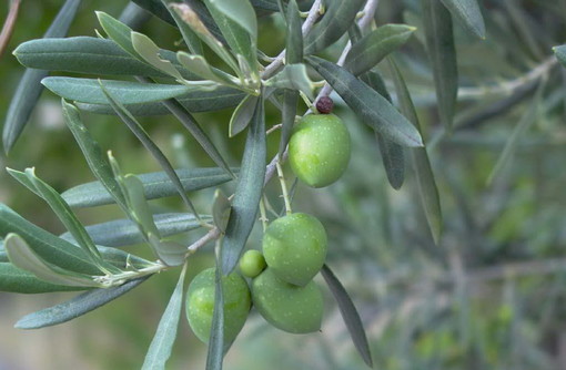 Esoscheletri per l'olivicoltura, sabato una dimostrazione ai mercatini di San Bartolomeo al Mare