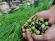 Patto di Filiera dell’Olio DOP Riviera Ligure per la campagna 2020/2021: confermati i prezzi minimi di olive e olio