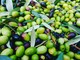 Mipaaf: firmato il decreto sui nuovi programmi di sostegno al comparto olivico-oleario nazionale