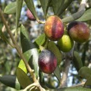 Coldiretti Imperia dà il via a programmazione corsi 2020 con i segreti dell’antica tradizione dell’oliva in salamoia