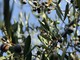 Le olive taggiasche ora hanno il loro starter per la salamoia: ‘Stamoil’ protagonista a ‘Olioliva 2022’ Le olive taggiasche ora hanno il loro starter per la salamoia: ‘Stamoil’ protagonista a ‘Olioliva 2022’