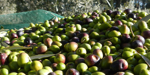 Secondo posto delle olive taggiasche del ponente ligure all'Itoc Olive Table Quality di Londra