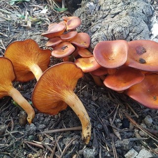 Funghi: le regole dell’Asl1 per una raccolta e un consumo in sicurezza