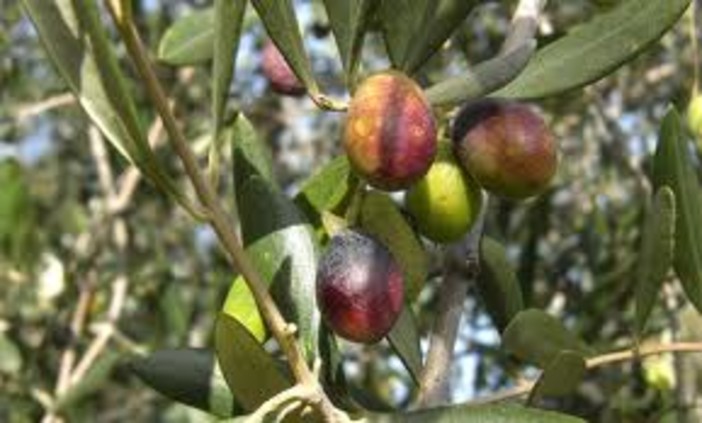 Coldiretti Imperia dà il via a programmazione corsi 2020 con i segreti dell’antica tradizione dell’oliva in salamoia