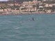 Le orche nello specchio acqueo di Genova Prà: prosegue il monitoraggio della Guardia Costiera