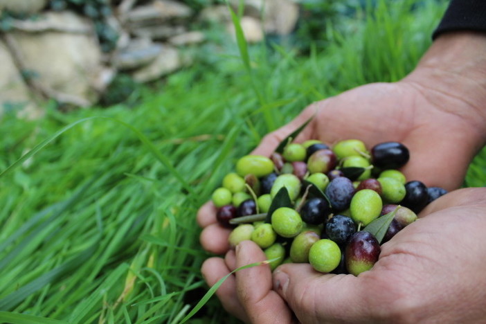 Patto di Filiera dell’Olio DOP Riviera Ligure per la campagna 2020/2021: confermati i prezzi minimi di olive e olio