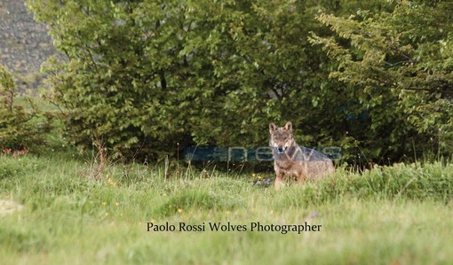 Danni causati dai lupi, il presidente ad interim Piana: “Con i nuovi criteri rimborsi al 100%” Danni causati dai lupi, il presidente ad interim Piana: “Con i nuovi criteri rimborsi al 100%”