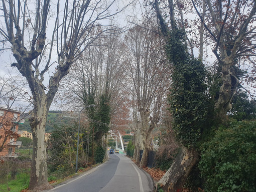 Imperia: 5 platani a Piani saranno abbattuti. L'assessore D'Agostino: “Ragioni di sicurezza, sostituiremo con nuove piante” Imperia: 5 platani a Piani saranno abbattuti. L'assessore D'Agostino: “Ragioni di sicurezza, sostituiremo con nuove piante”