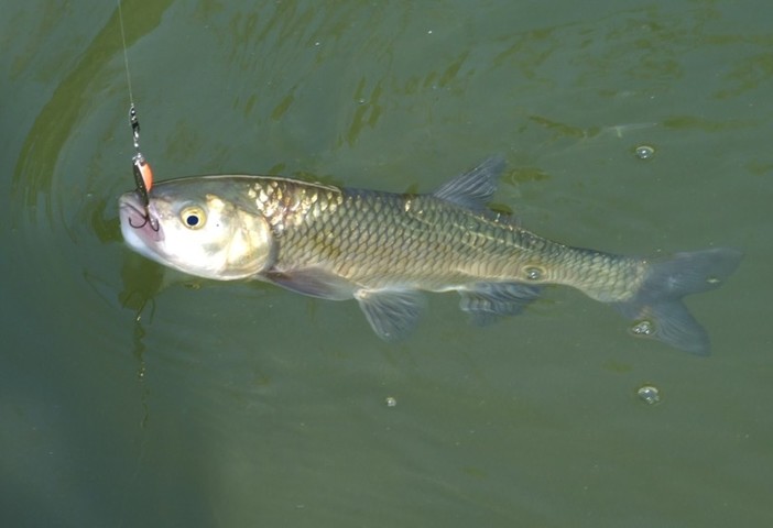 Immissioni di trota fario e iridea nei torrenti, Piana: "Continua l’attenzione della Regione Liguria per la pesca sportiva" Immissioni di trota fario e iridea nei torrenti, Piana: "Continua l’attenzione della Regione Liguria per la pesca sportiva"