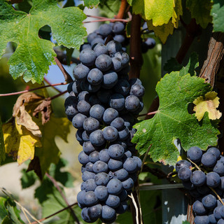 Tempo di bilanci per la vendemmia nell'Imperiese, meno quantità ma qualità in crescita Tempo di bilanci per la vendemmia nell'Imperiese, meno quantità ma qualità in crescita