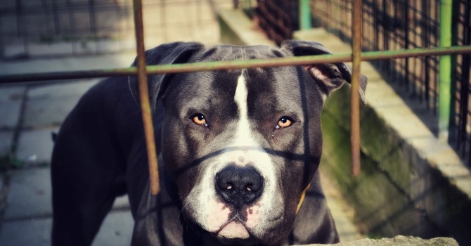 Bambina di 9 anni azzannata da un pitbull a Imperia: trasferita al Gaslini