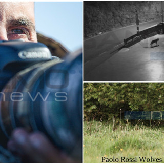 Un lupo a Badalucco? Ne parliamo con Paolo Rossi Wolves Photographer "Non è insolito, bisogna essere rispettosi" Un lupo a Badalucco? Ne parliamo con Paolo Rossi Wolves Photographer "Non è insolito, bisogna essere rispettosi"