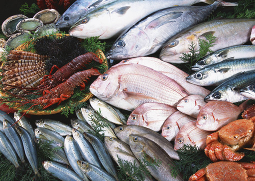 Fermo pesca, Coldiretti: “Quest’anno in Liguria partirà da metà settembre” Fermo pesca, Coldiretti: “Quest’anno in Liguria partirà da metà settembre”