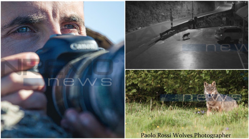 Un lupo a Badalucco? Ne parliamo con Paolo Rossi Wolves Photographer "Non è insolito, bisogna essere rispettosi" Un lupo a Badalucco? Ne parliamo con Paolo Rossi Wolves Photographer "Non è insolito, bisogna essere rispettosi"
