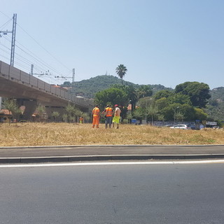 Imperia: gli ulivi estirpati dalla rotonda di Castelvecchio saranno posizionati nei pressi del parcheggio di Gorleri