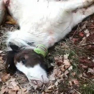 Lupi sempre più pericolosi nell'entroterra: la Cia Agricoltori e sette sindaci scrivono a Toti e Piana Lupi sempre più pericolosi nell'entroterra: la Cia Agricoltori e sette sindaci scrivono a Toti e Piana