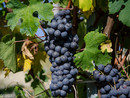 Tempo di bilanci per la vendemmia nell'Imperiese, meno quantità ma qualità in crescita Tempo di bilanci per la vendemmia nell'Imperiese, meno quantità ma qualità in crescita
