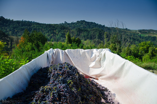 Vendemmia ai nastri di partenza nell'Imperiese: il caldo dello scorso periodo, le piogge brevi fanno prevedere un’ottima qualità Vendemmia ai nastri di partenza nell'Imperiese: il caldo dello scorso periodo, le piogge brevi fanno prevedere un’ottima qualità