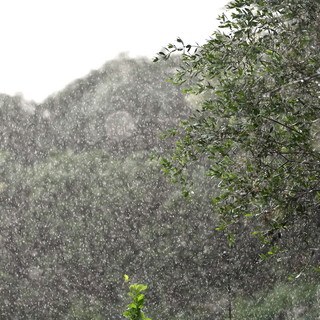 Maltempo sulla nostra provincia: pioggia soprattutto in montagna, il picco ad Apricale con 113 mm Maltempo sulla nostra provincia: pioggia soprattutto in montagna, il picco ad Apricale con 113 mm