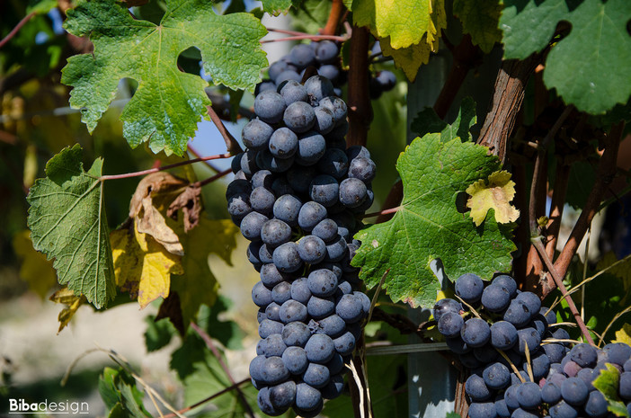 Tempo di bilanci per la vendemmia nell'Imperiese, meno quantità ma qualità in crescita