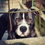 Bambina di 9 anni azzannata da un pitbull a Imperia: trasferita al Gaslini