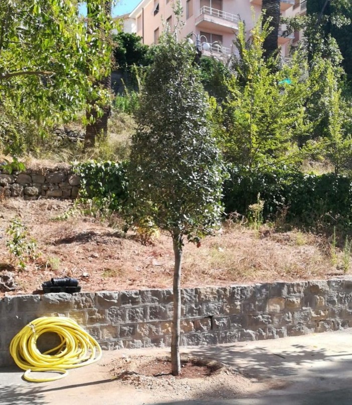 "Piantiamola!": appello della Cia Imperia per piantare un albero, una piantina, un seme per la ‘Festa della donna’ "Piantiamola!": appello della Cia Imperia per piantare un albero, una piantina, un seme per la ‘Festa della donna’