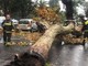 Allerta Rossa e maltempo: perturbazione in ritardo, cadono alberi a Ventimiglia e Pigna (Foto e Video)