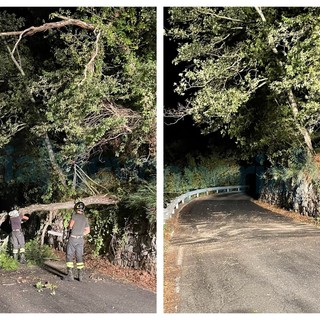 Grossa quercia cade sulla Provinciale 29 tra Chiusanico e Gazzelli: pronto intervento dei Vigili del Fuoco (Foto)