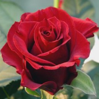 Imperia: San Valentino alle porte, Coldiretti invita a comprare fiori locali "Un regalo di qualità e una boccata d'ossigeno per il settore"