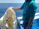 Imperia: grossi sacchi pericolosi per le tartarughe trovati in mare da ‘Whalewatch Imperia’ (Foto)