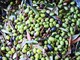 Liguria zona ‘arancione’: Aifo-Confartigianato “Resta consentito lo svolgimento dell'attività di raccolta olive e di molitura”