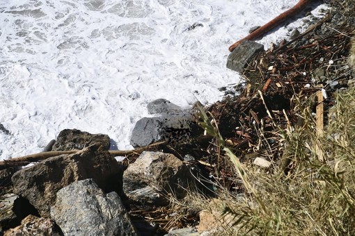 Le immagini dal luogo del ritrovamento (foto Tonino Bonomo) Le immagini dal luogo del ritrovamento (foto Tonino Bonomo)