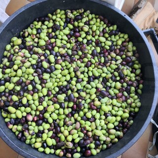 C'è l'ok del Ministero per l'IGP alle olive taggiasche liguri: ora l’ultimo passo decisivo a Bruxelles C'è l'ok del Ministero per l'IGP alle olive taggiasche liguri: ora l’ultimo passo decisivo a Bruxelles