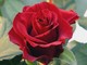 Imperia: San Valentino alle porte, Coldiretti invita a comprare fiori locali &quot;Un regalo di qualità e una boccata d'ossigeno per il settore&quot;