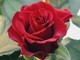 Imperia: San Valentino alle porte, Coldiretti invita a comprare fiori locali "Un regalo di qualità e una boccata d'ossigeno per il settore" Imperia: San Valentino alle porte, Coldiretti invita a comprare fiori locali "Un regalo di qualità e una boccata d'ossigeno per il settore"