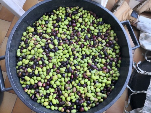 Olioliva: tecnici ed esperti a convegno per sollecitare l’Europa a dare soluzione ai problemi che frenano lo sviluppo della pesca